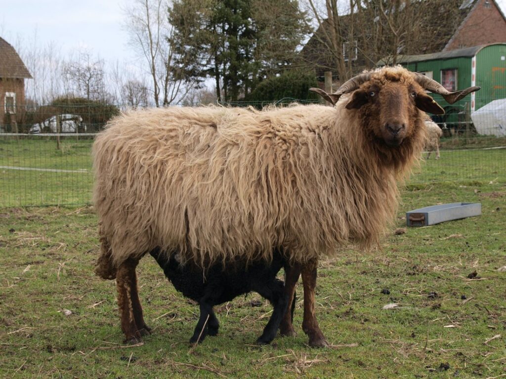 Walliser Landschaf-Aue mit säugendem Lamm. 