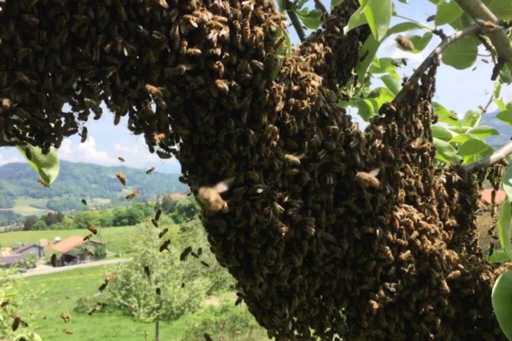 Mein zweiter Bienenschwarm