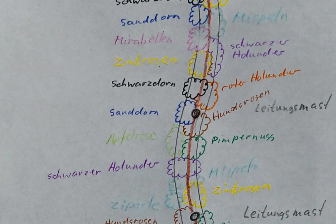 Pflanzplan für den Heckentag am 19.10.2023.