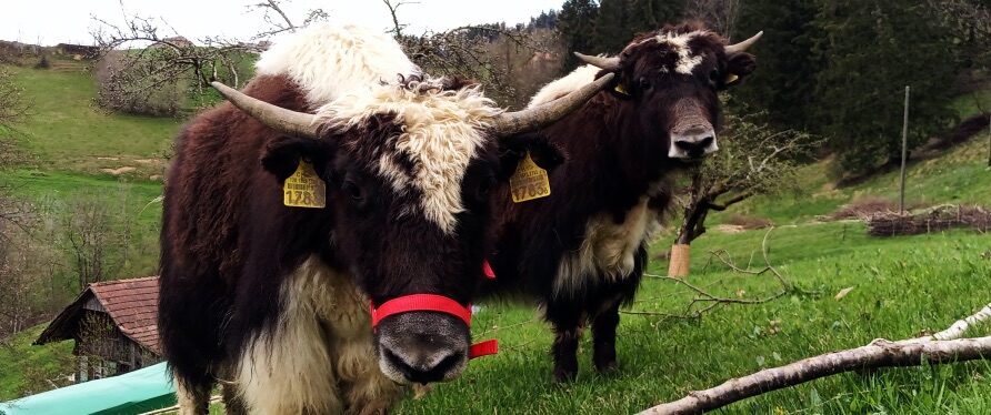 Meine ersten beiden Yaks: Samira und Taurina.