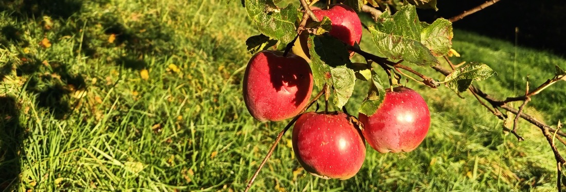 Apfelernte im Herbst 2024.
