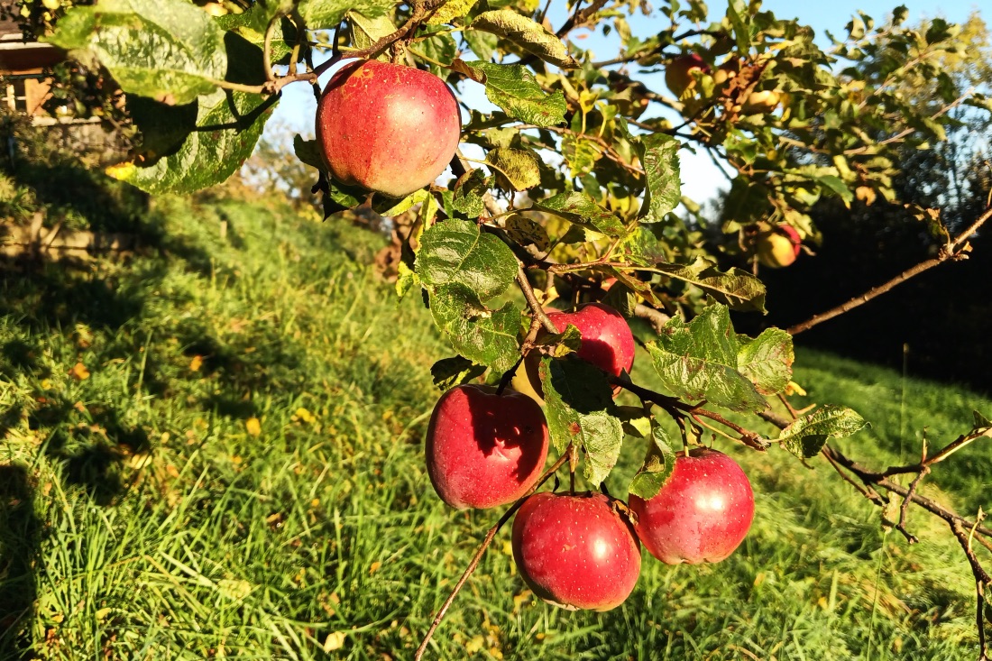 Apfelernte im Herbst 2024.