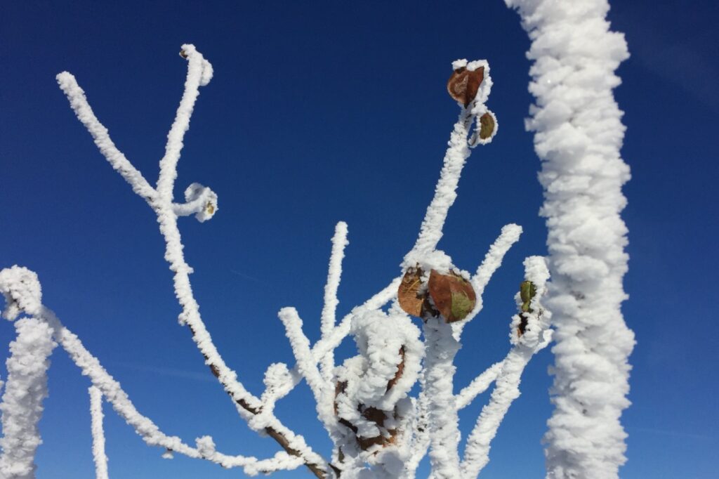 Frost auf einem der Apfelbäume