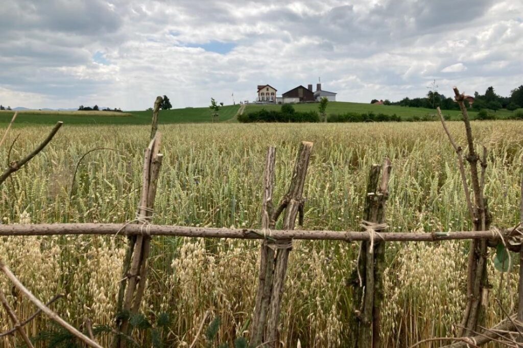 Benjes-Hecke mit Markholzstängeln