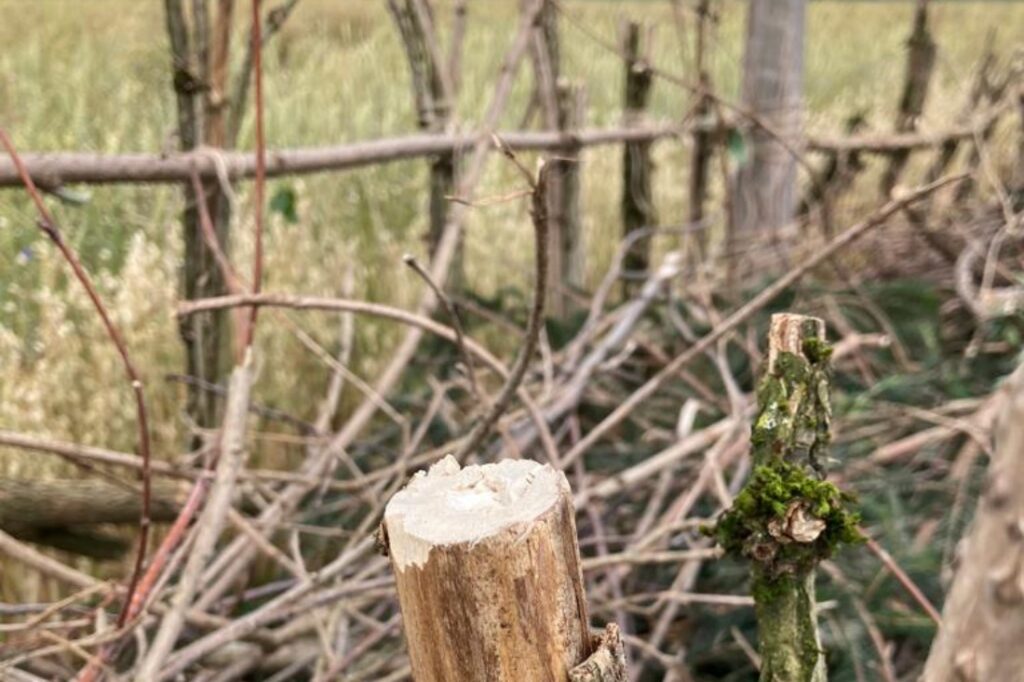 Benjes-Hecke mit Markholzstängeln