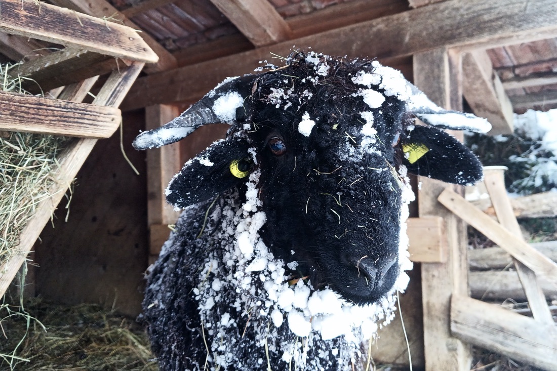 Eines unserer Schafböcklein im Schnee. 