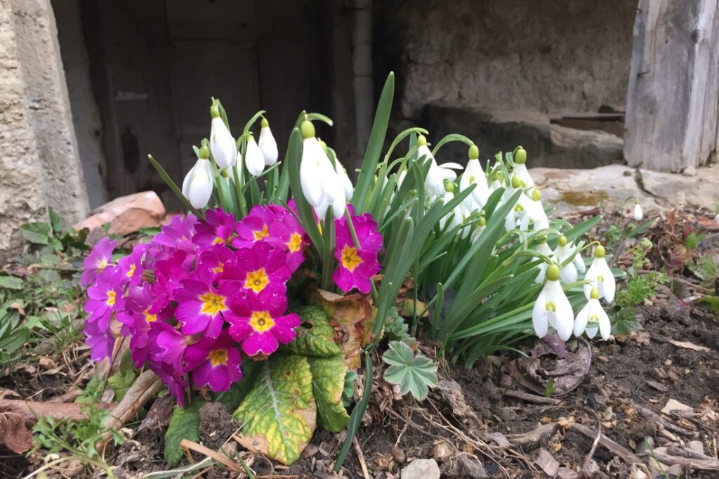 Frühlingsblumen vor dem Bauernhaus