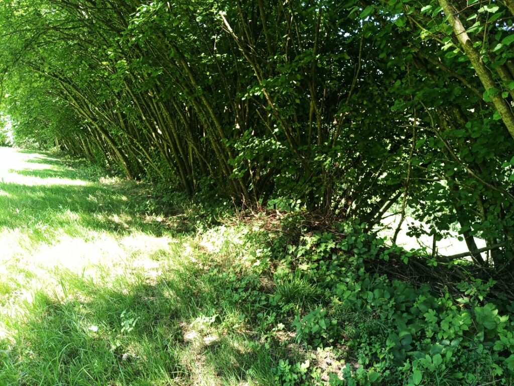 Hecke im Bärenbach. 