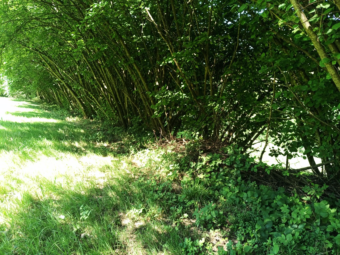 Hecke im Bärenbach.