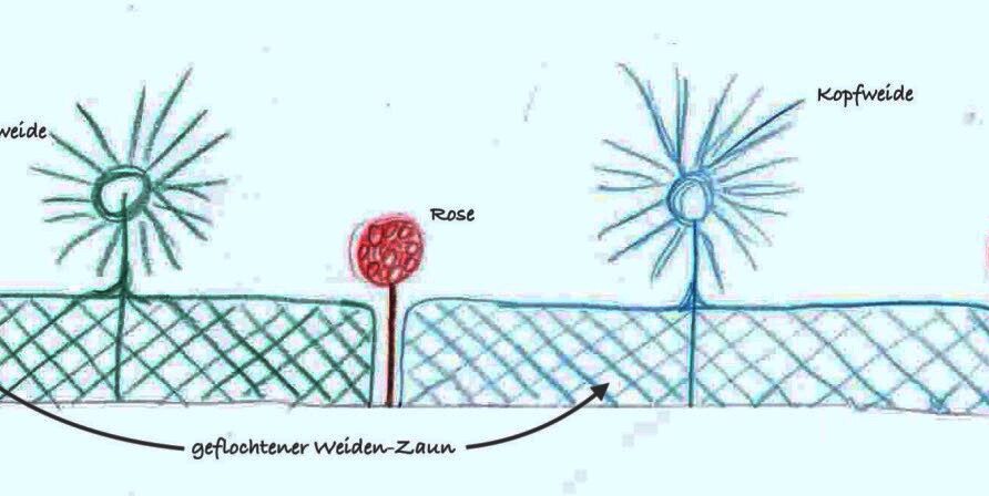 Skizze unseres neuen Lebenden Weiden-Zauns.