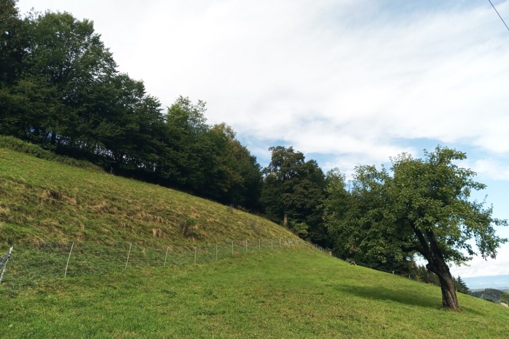 Standort für unsere neue Benjes-Hecke. 