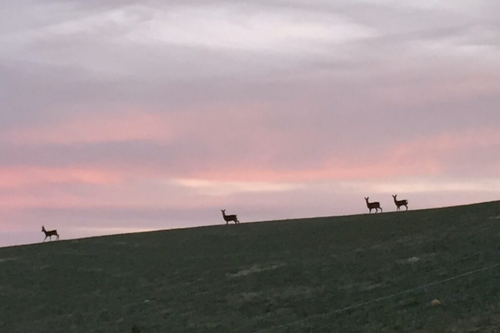 Vier Rehe auf der Kuppe bei Milka. 