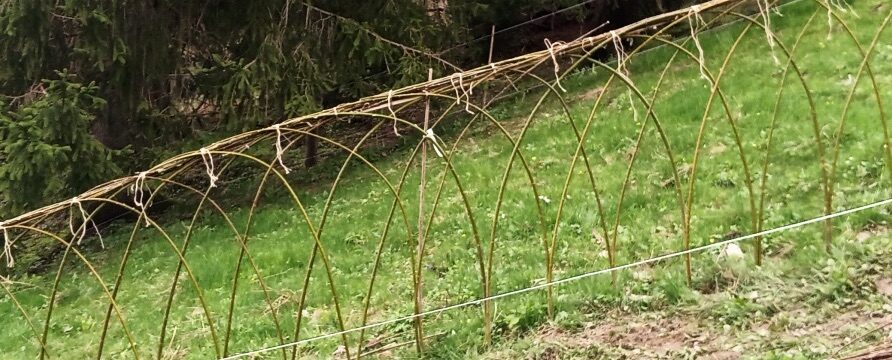 Ein Teil unseres neuen lebenden Weiden-Zauns, den wir während unseres Osterprojektes 2025 realisiert haben.