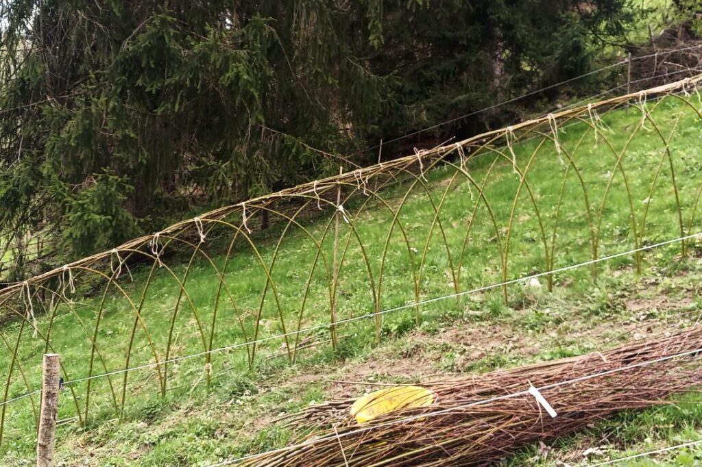 Ein Teil unseres neuen lebenden Weiden-Zauns, den wir während unseres Osterprojektes 2025 realisiert haben. 